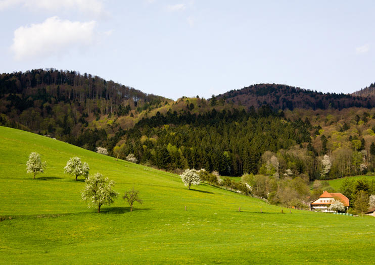 Black Forest
